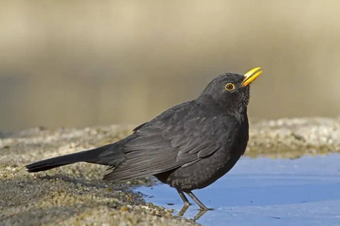 Framed Print : European Blackbird (Turdus merula) adult male, drinking at pool, Castilla y Leon, Spain, September