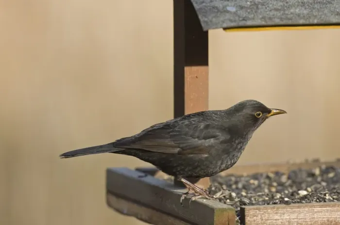 Framed Print : European Blackbird (Turdus merula) adult male, feeding at birdtable, Sculthorpe Moor Nature Reserve, Wensum Valley