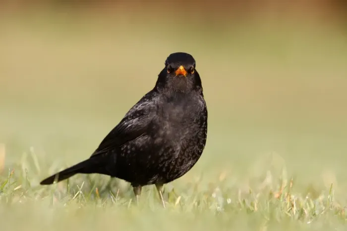 Framed Print : European Blackbird (Turdus merula) adult male, standing on short grass, Scotland, spring