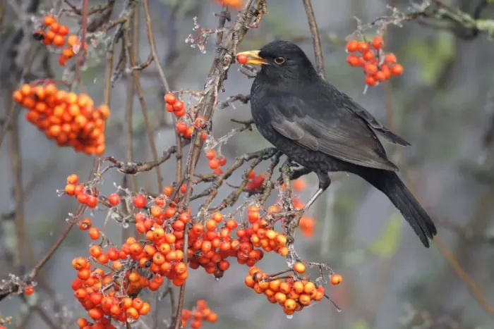 Framed Print : European Blackbird (Turdus merula) adult male, feeding on rowan berries, Midlands, England, december Framed Print : European Blackbird (Turdus merula) adult male, feeding on rowan berries, Midlands, England, december