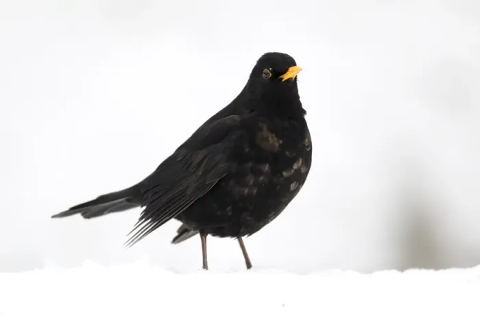 Framed Print : European Blackbird (Turdus merula) adult male, standing in snow, West Midlands, England, december