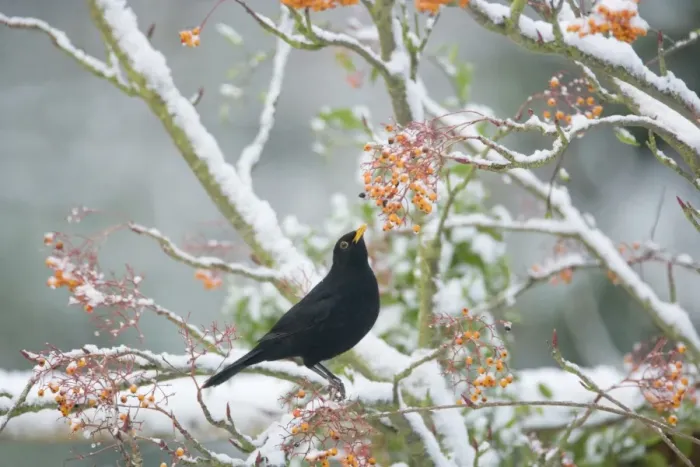 Framed Print : European Blackbird (Turdus merula) adult male, feeding on berries, perched on snow covered rowan tree in garden, Essex, England, december Framed Print : European Blackbird (Turdus merula) adult male, feeding on berries, perched on snow covered rowan tree in garden, Essex, England, december