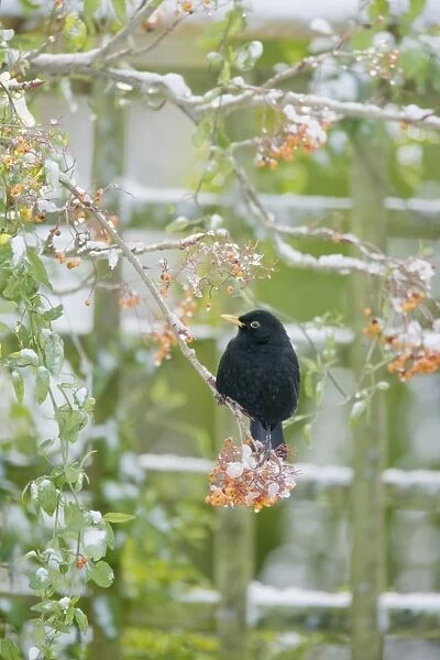 European Blackbird (Turdus merula) adult male, feeding on berries, perched on snow covered rowan tree in garden, Essex, England, december