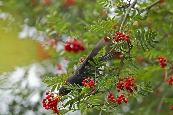 European Blackbird (Turdus merula) adult male, feeding on rowan berries in garden, Warwickshire, England, july