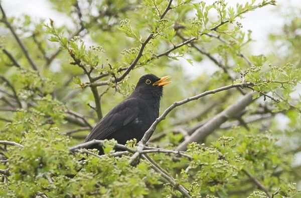 European Blackbird (Turdus merula) adult male, singing, perched on branch, Norfolk, England, april