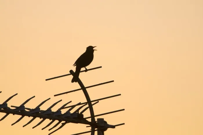 Framed Print : European Blackbird (Turdus merula) adult male, singing, perched on televison aerial, silhouetted in town centre at dawn, Holt, Norfolk, England, may Framed Print : European Blackbird (Turdus merula) adult male, singing, perched on televison aerial, silhouetted in town centre at dawn, Holt, Norfolk, England, may