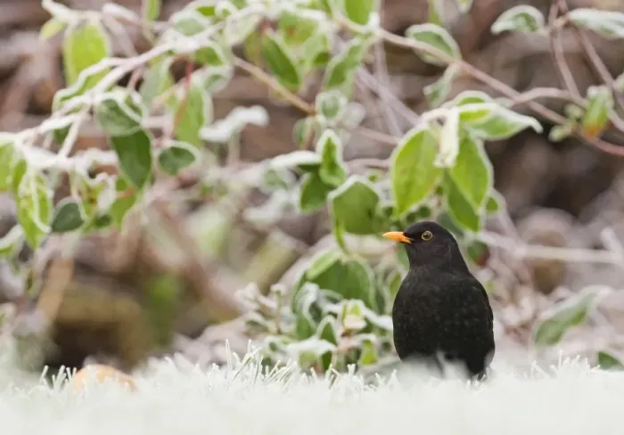Framed Print : European Blackbird (Turdus merula) adult male, standing on frost covered garden lawn at dawn, Kent, England, december Framed Print : European Blackbird (Turdus merula) adult male, standing on frost covered garden lawn at dawn, Kent, England, december
