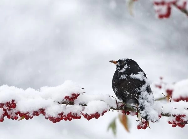 European Blackbird (Turdus merula) adult male, covered in snow during snowfall, feeding on snow covered berries in garden, Norfolk, England, december