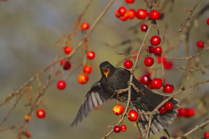 Framed Print : European Blackbird (Turdus merula) adult male, feeding on crabapple fruit, Norfolk, England, january Framed Print : European Blackbird (Turdus merula) adult male, feeding on crabapple fruit, Norfolk, England, january