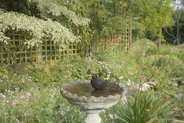 European Blackbird (Turdus merula) adult male, bathing in garden birdbath, Essex, England, june