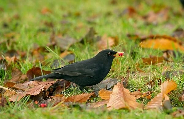 European Blackbird (Turdus merula) adult male, with berry in beak, feeding amongst fallen leaves, Merseyside, England