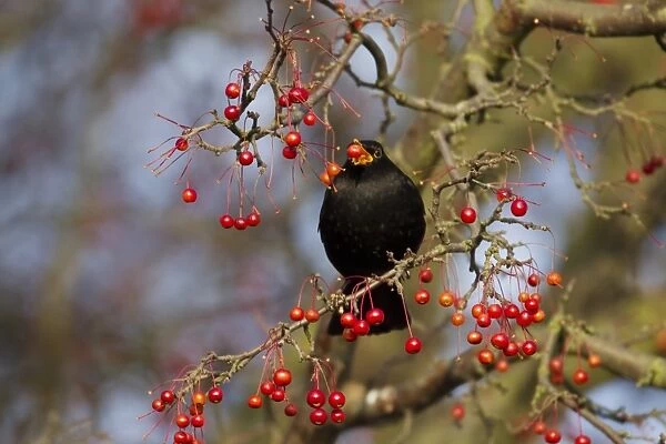 European Blackbird (Turdus merula) adult male, feeding on berries, Ipswich, Suffolk, England, December