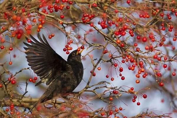 European Blackbird (Turdus merula) adult male, feeding on berries, Ipswich, Suffolk, England, December