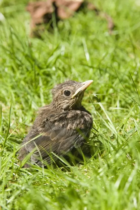 Framed Print : European Blackbird (Turdus merula) chick, fledgling on garden lawn, England, may Framed Print : European Blackbird (Turdus merula) chick, fledgling on garden lawn, England, may