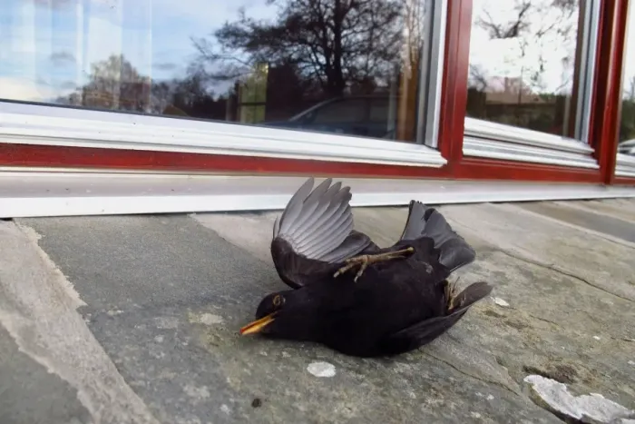 Framed Print : European Blackbird (Turdus merula) dead adult male, killed after collision with window, Scotland, november Framed Print : European Blackbird (Turdus merula) dead adult male, killed after collision with window, Scotland, november