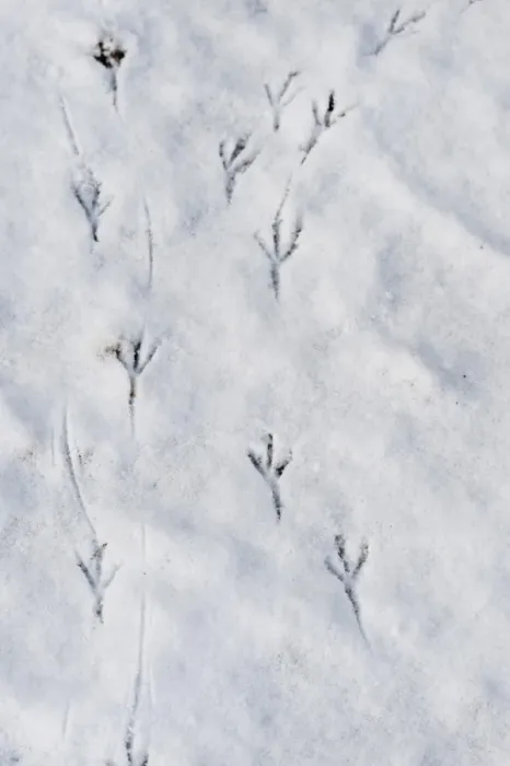 Framed Print : European Blackbird (Turdus merula) footprints on snow in garden, Norfolk, England, january