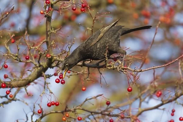 European Blackbird (Turdus merula) immature male, first winter plumage, feeding on berries, Ipswich, Suffolk, England