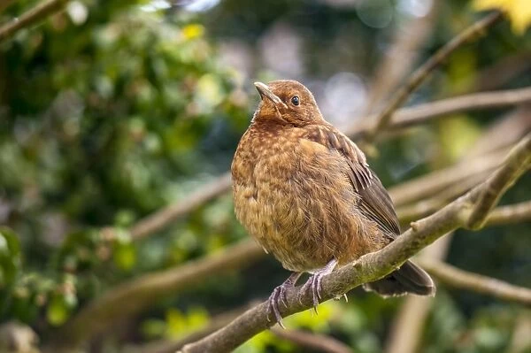 European Blackbird (Turdus merula) juvenile, newly fledged, waiting to be fed, perched on twig in garden, Thirsk
