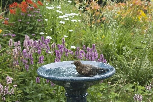 European Blackbird (Turdus merula) juvenile, bathing in garden birdbath, Essex, England, july