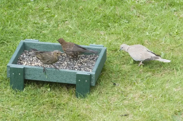 Framed Print : European Blackbird (Turdus merula) two juveniles, with Eurasian Collared Dove (Streptopelia decaocto) adult, feeding at ground feeder in garden, England, september