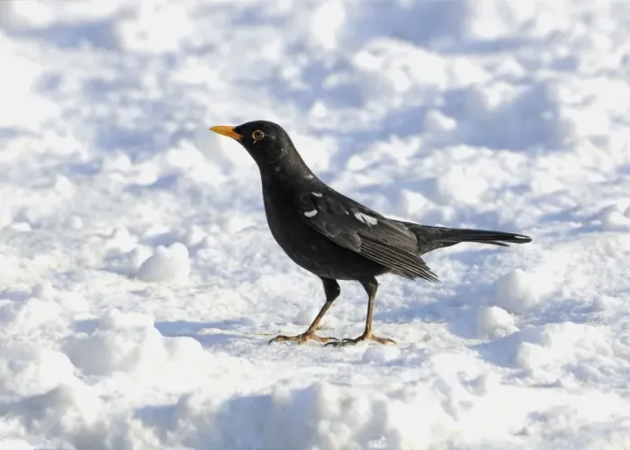 Framed Print : European Blackbird (Turdus merula) partial leucistic, adult male, standing on snow, Sussex, England, february Framed Print : European Blackbird (Turdus merula) partial leucistic, adult male, standing on snow, Sussex, England, february