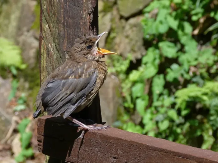 Framed Print : European Blackbird (Turdus merula) young fledgling, calling for food, perched on wooden fence, Cannobina Valley Framed Print : European Blackbird (Turdus merula) young fledgling, calling for food, perched on wooden fence, Cannobina Valley