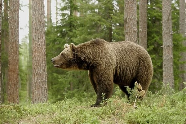 European Brown Bear (Ursus arctos) adult, in coniferous forest, Finland