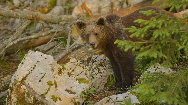 European Brown Bear (Ursus arctos arctos) immature male, standing amongst rocks in forest, in evening sunlight