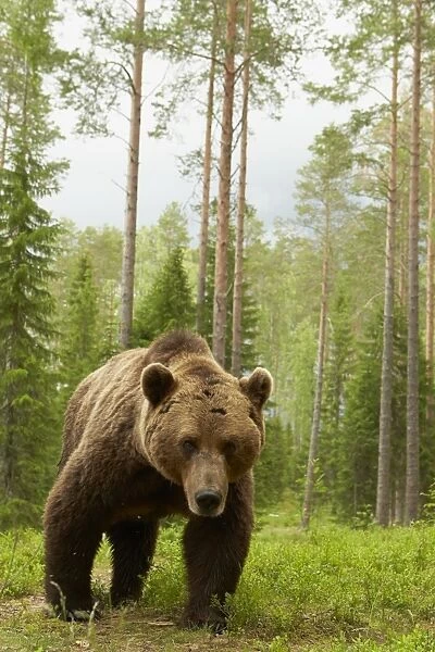 European Brown Bear (Ursus arctos arctos) adult male, standing in boreal forest habitat, Finland, June
