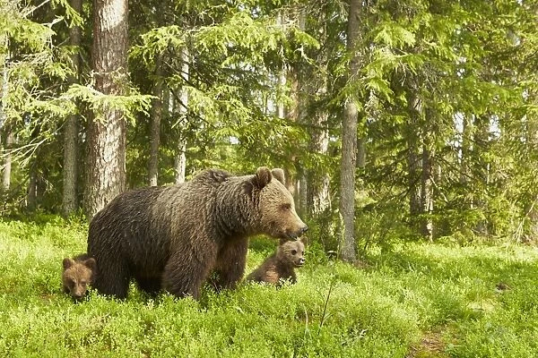 European Brown Bear (Ursus arctos arctos) adult female and two cubs, standing in boreal forest habitat, Finland, June