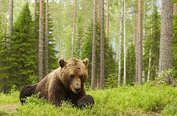 European Brown Bear (Ursus arctos arctos) adult male, resting in boreal forest habitat, Finland, June