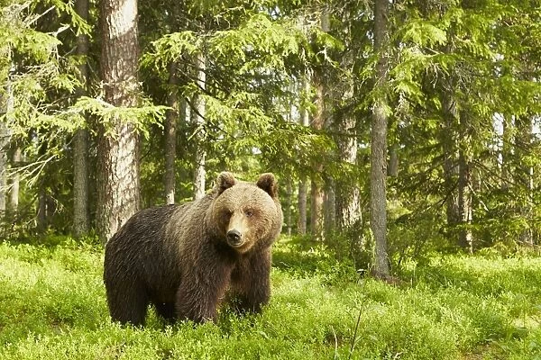 European Brown Bear (Ursus arctos arctos) adult female, standing in boreal forest habitat, Finland, June