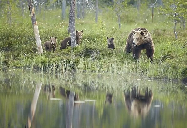 European Brown Bear (Ursus arctos arctos) adult female and three cubs, walking in boreal forest beside small pool with