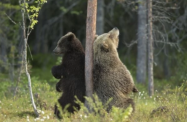 European Brown Bear (Ursus arctos arctos) adult female and cub, scratching backs on tree trunk in boreal forest