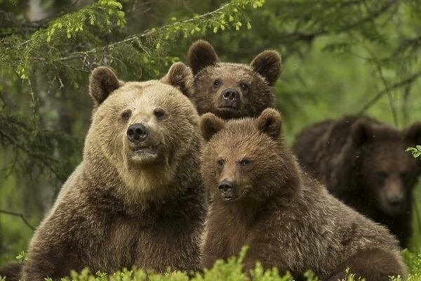 European Brown Bear (Ursus arctos arctos) adult female and three cubs, sitting in boreal forest, Finland, June