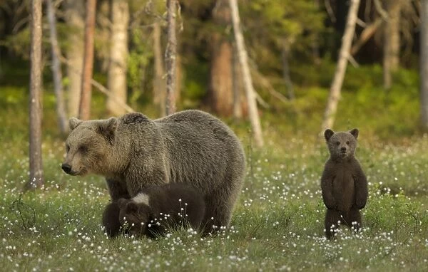 European Brown Bear (Ursus arctos arctos) adult female and three cubs, standing in boreal forest, Finland, June