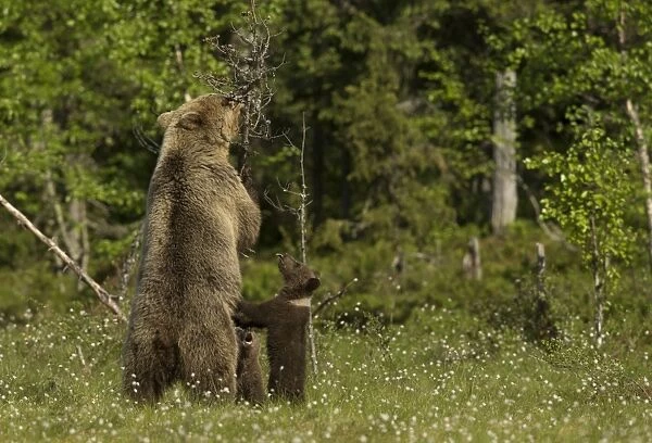 European Brown Bear (Ursus arctos arctos) adult female and two cubs, standing on back legs beside dead conifer tree in
