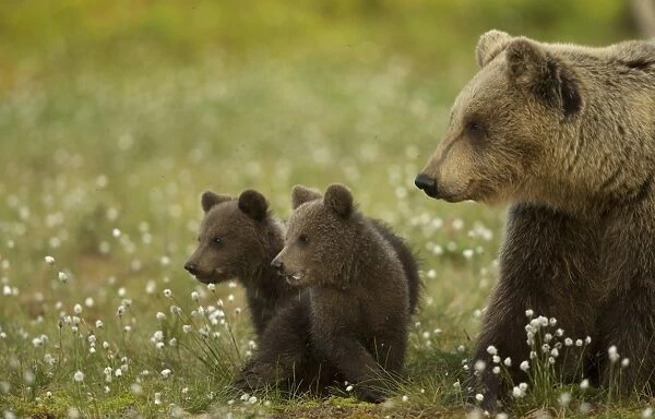 European Brown Bear (Ursus arctos arctos) adult female and two cubs, in boreal forest, Finland, June