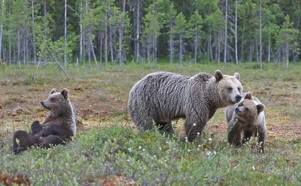 European Brown Bear (Ursus arctos arctos) adult female, with two cubs, in bog habitat, Northeast Finland