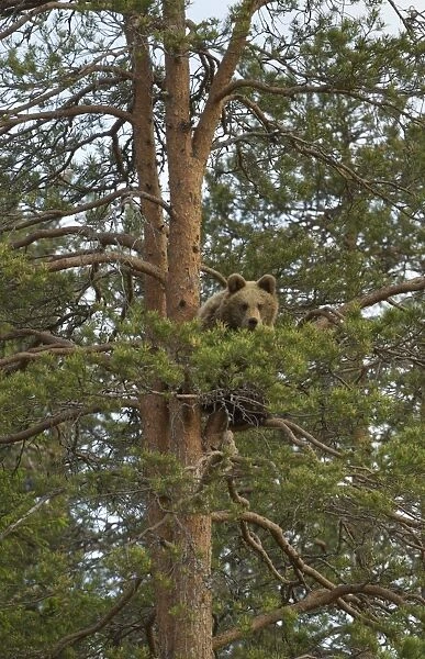 European Brown Bear (Ursus arctos arctos) immature, climbing conifer tree, Finland, june