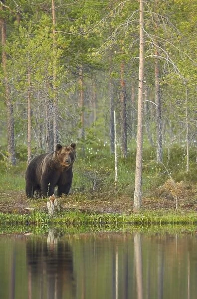 European Brown Bear (Ursus arctos arctos) adult, standing in boreal forest beside small pool with reflection in evening