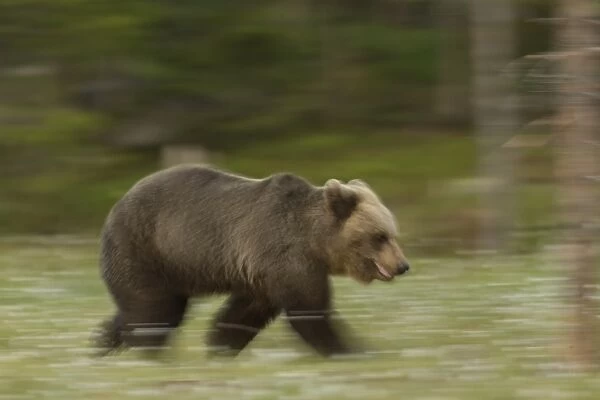 European Brown Bear (Ursus arctos arctos) adult, running in boreal forest, blurred movement, Finland, June