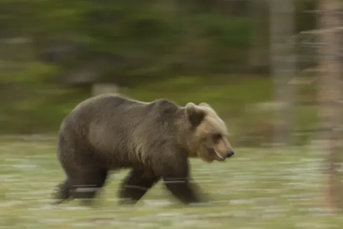 Framed Print : European Brown Bear (Ursus arctos arctos) adult, running in boreal forest, blurred movement, Finland, June Framed Print : European Brown Bear (Ursus arctos arctos) adult, running in boreal forest, blurred movement, Finland, June