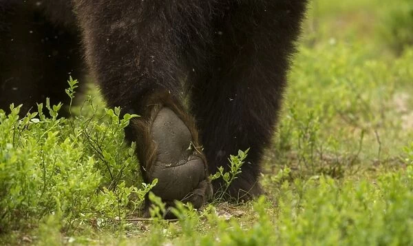 European Brown Bear (Ursus arctos arctos) adult, close-up of back legs, walking in boreal forest, Finland, June