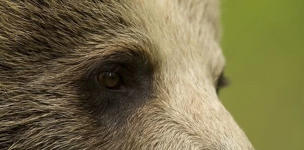 European Brown Bear (Ursus arctos arctos) adult, close-up of eye, in boreal forest, Finland, June