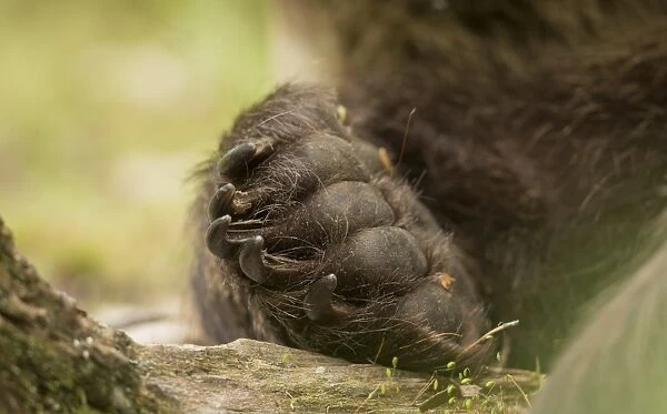 European Brown Bear (Ursus arctos arctos) adult, close-up of front paw, in boreal forest, Finland, June