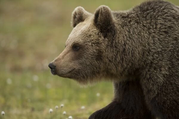 European Brown Bear (Ursus arctos arctos) adult, close-up of head, in boreal forest, Finland, June