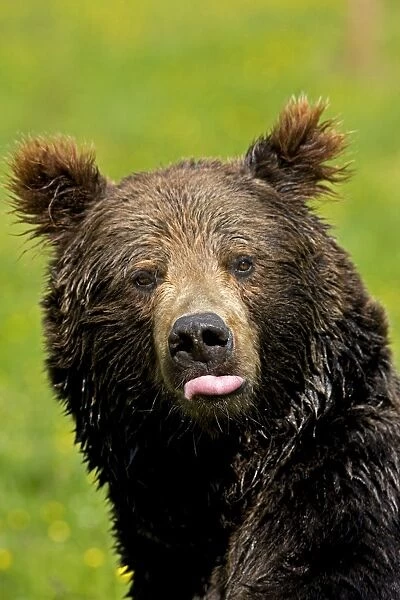 European Brown Bear (Ursus arctos arctos) adult, sticking tongue out, close-up of head, captive