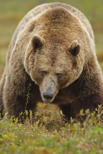 European Brown Bear (Ursus arctos arctos) adult, standing in bog habitat, Northeast Finland