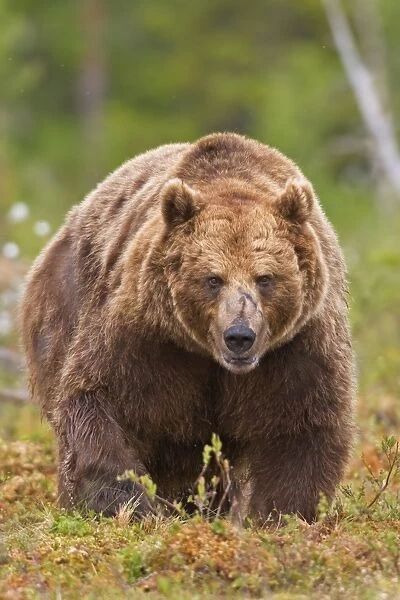 European Brown Bear (Ursus arctos arctos) adult, walking in boreal bog, Northeast Finland